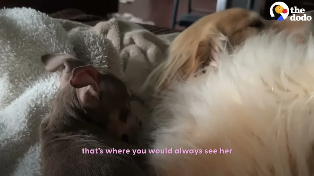 Roo napping tucked into Darwin the golden retriever fur