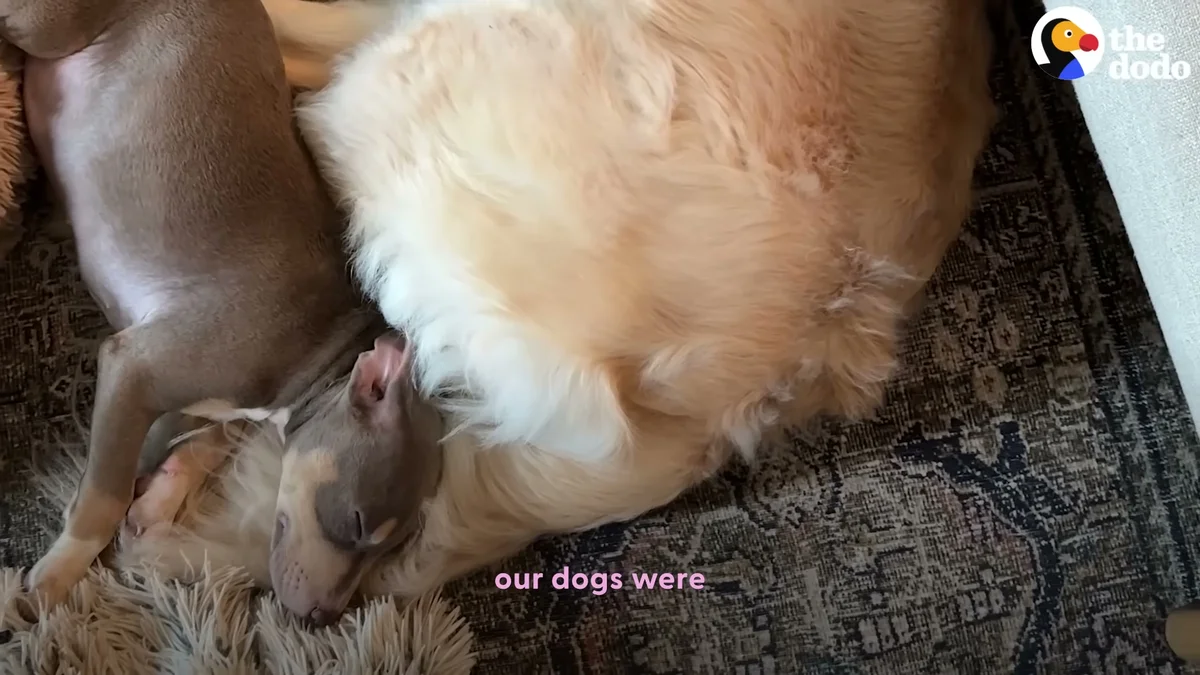 Roo napping belly-up against Darwin the golden retriever, home at last