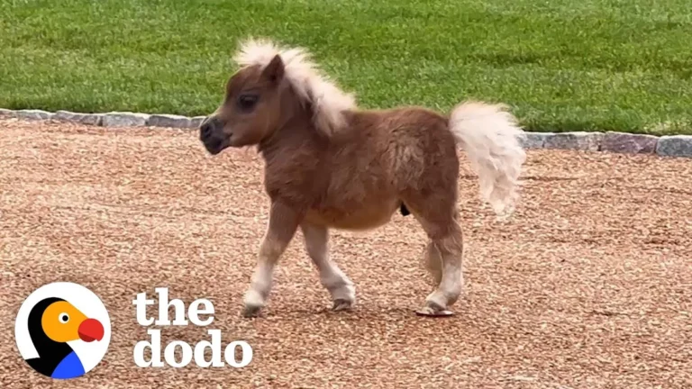 He’s Officially The Horse In The Family — He Just Happens To Be Smaller Than The Golden Retrievers