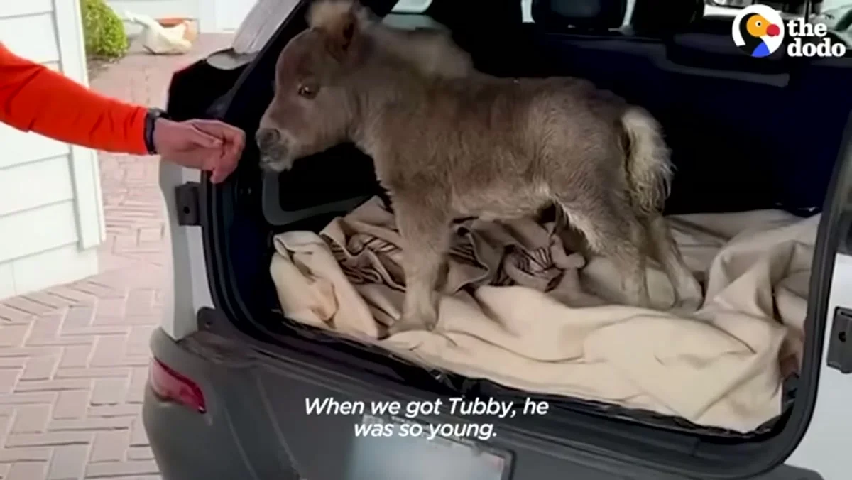 Tiny Tubby the miniature horse arriving as a foal in the back of an SUV, tucked into blankets