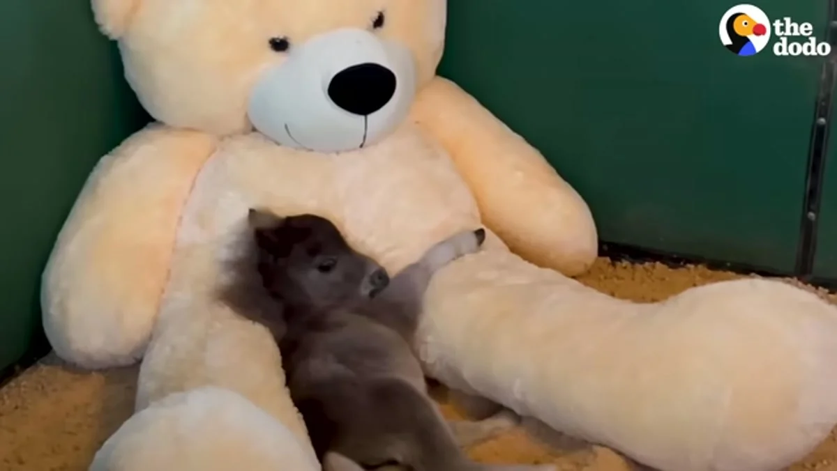 Tubby the miniature horse as a tiny foal curled beside a giant white teddy bear in his stall