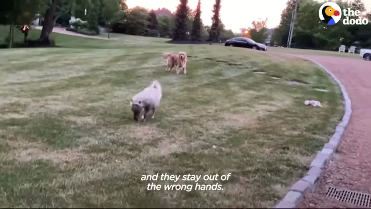 Tubby the miniature horse running alongside a Golden Retriever on a wide green lawn at sunset