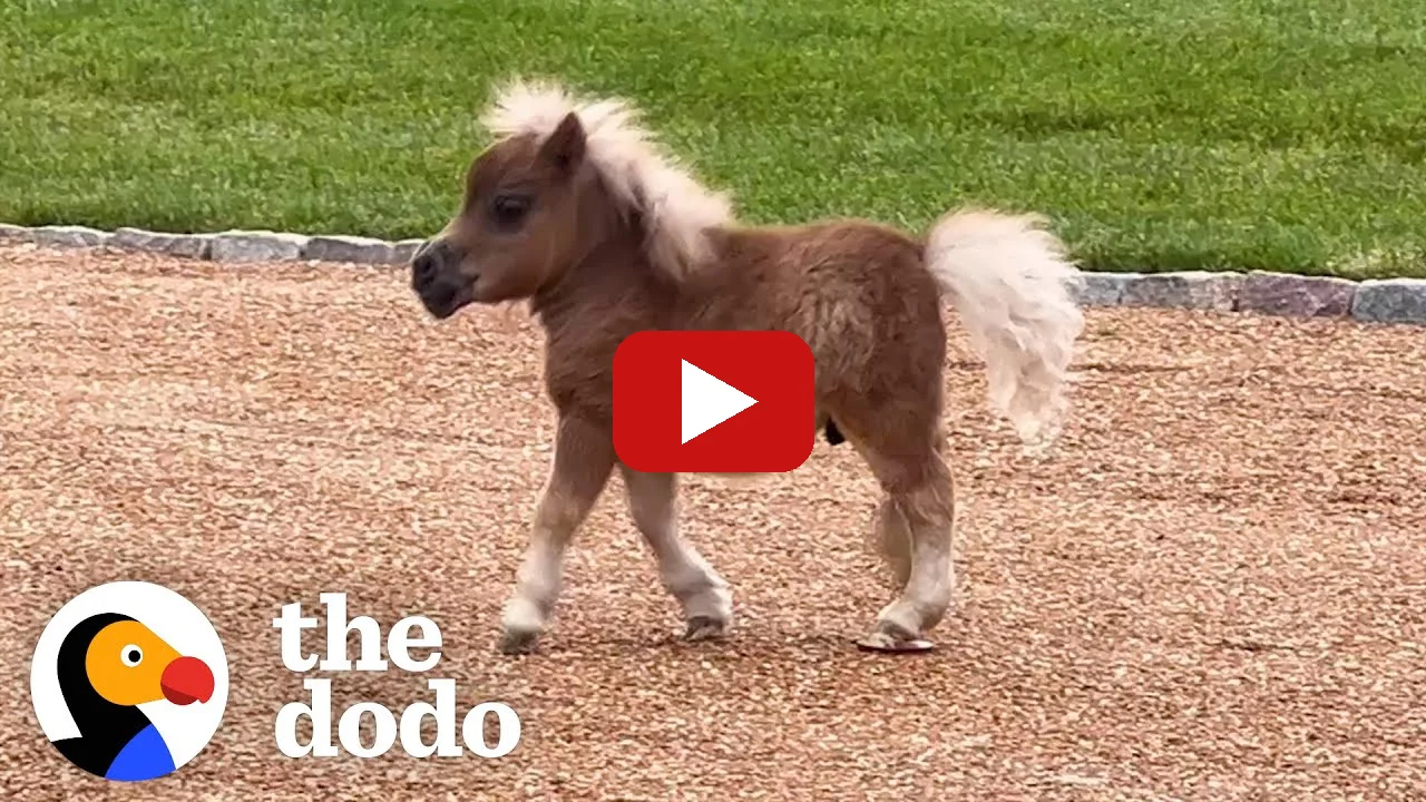 Watch Tubby the miniature horse with his Golden Retriever siblings on YouTube - The Dodo
