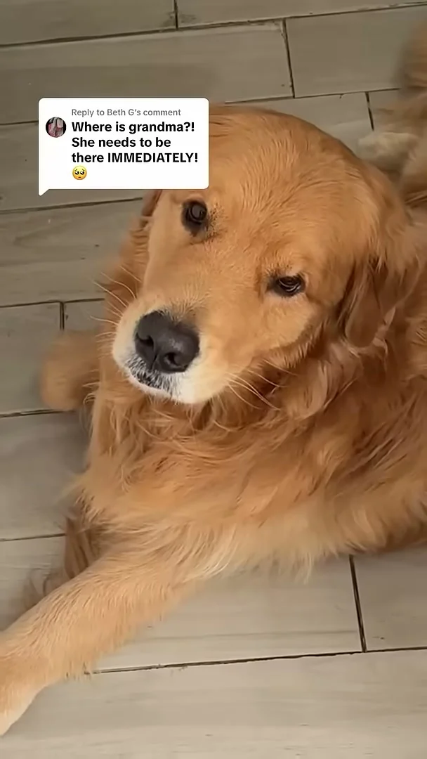 Wally the golden retriever waiting by the door