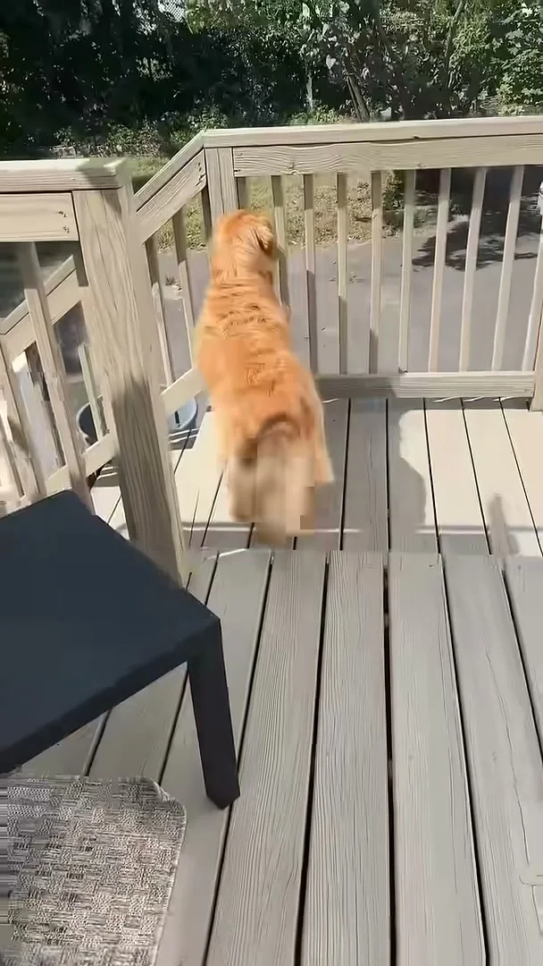 Wally rushing out onto the deck to look for grandma
