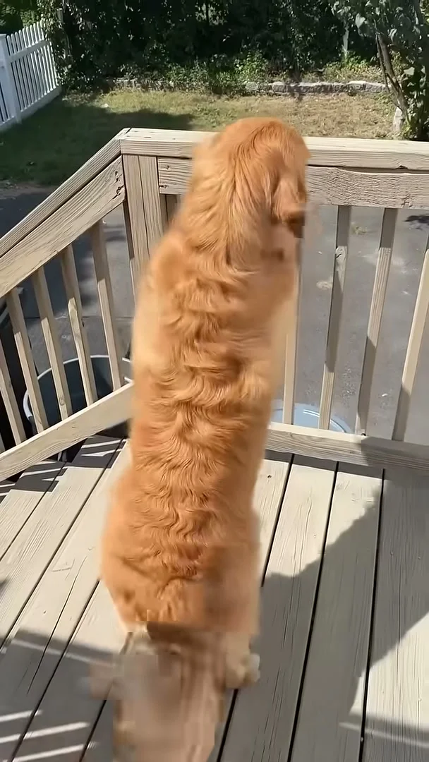 Wally standing at the deck railing scanning for grandma