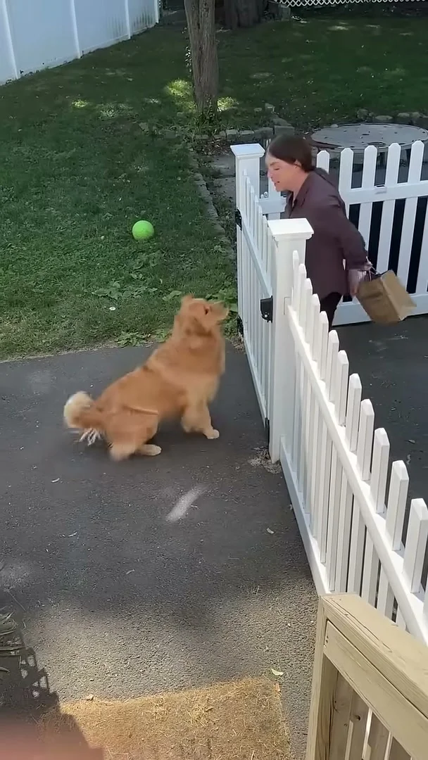 Grandma coming through the garden gate as Wally waits