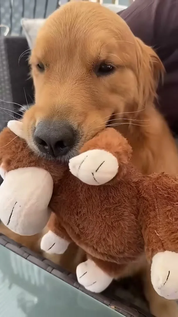 The Internet Demanded This Golden Retriever’s Grandma Come Visit — So She Dropped Everything