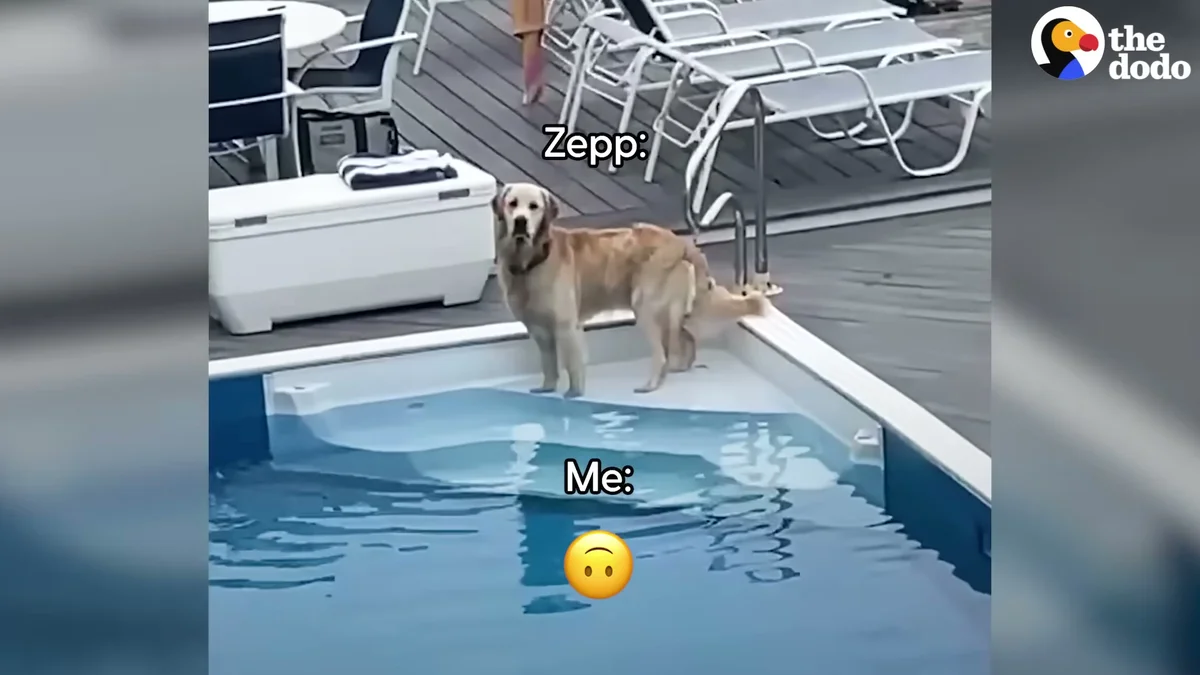 Zepp the golden retriever standing in the neighbor's pool, caught in the act