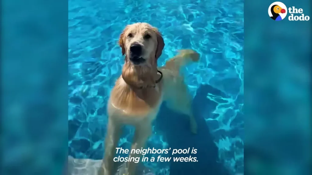 Zepp swimming happily toward the camera in the pool