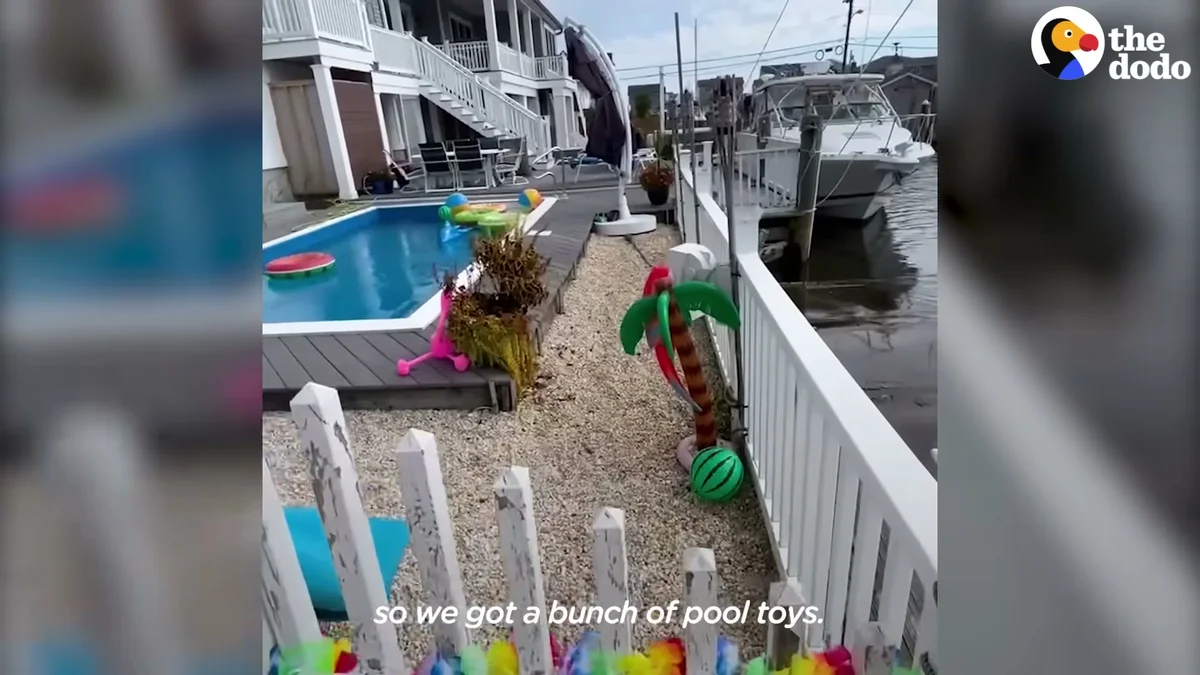 The neighbor's pool decorated with pool toys for Zepp's party