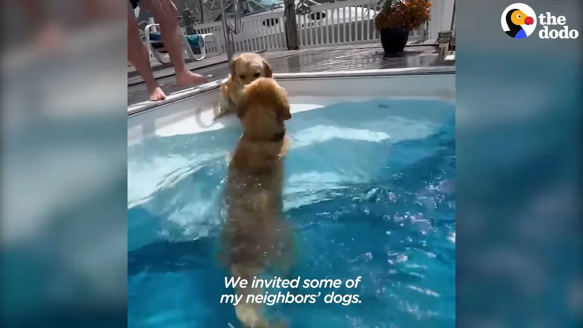Zepp swimming with neighborhood dogs at his pool party