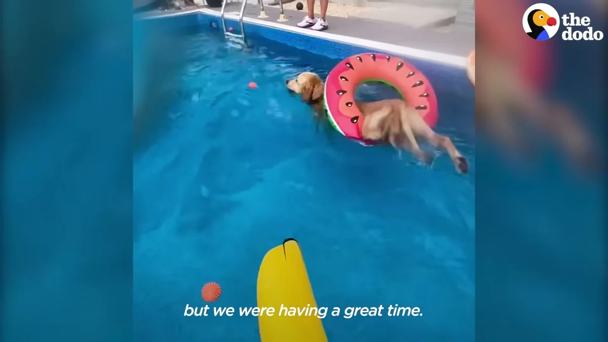 Zepp floating happily in a pink flamingo floatie at his pool party