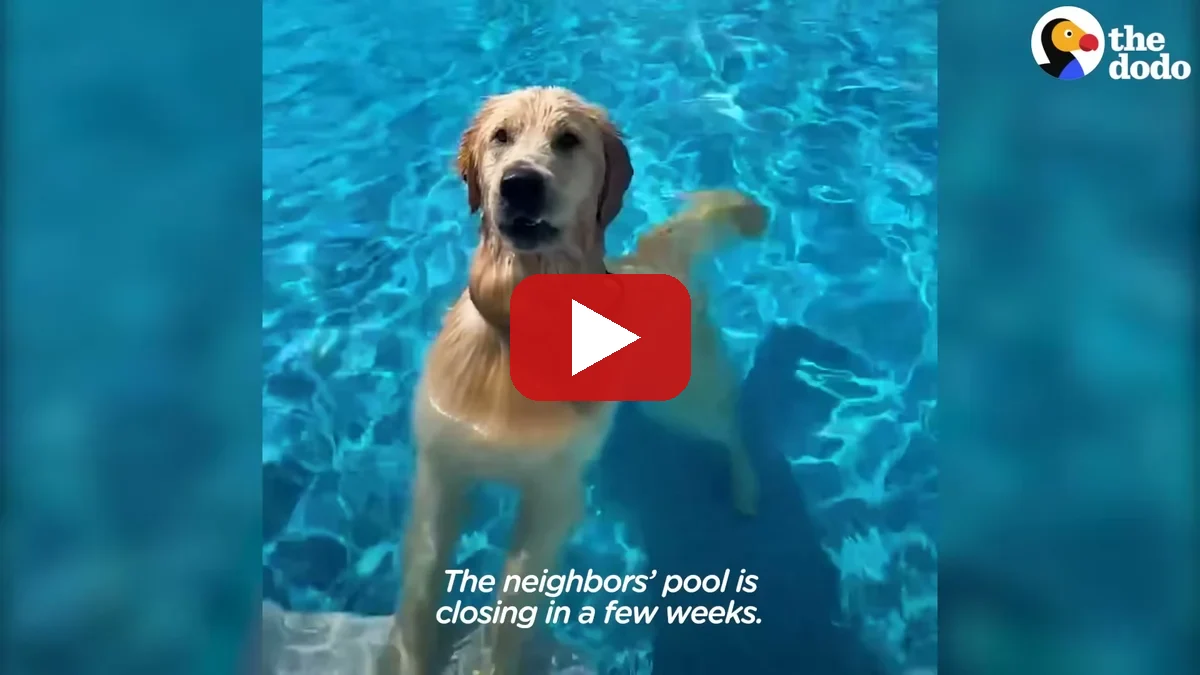 Watch Zepp's pool heists on YouTube - The Dodo