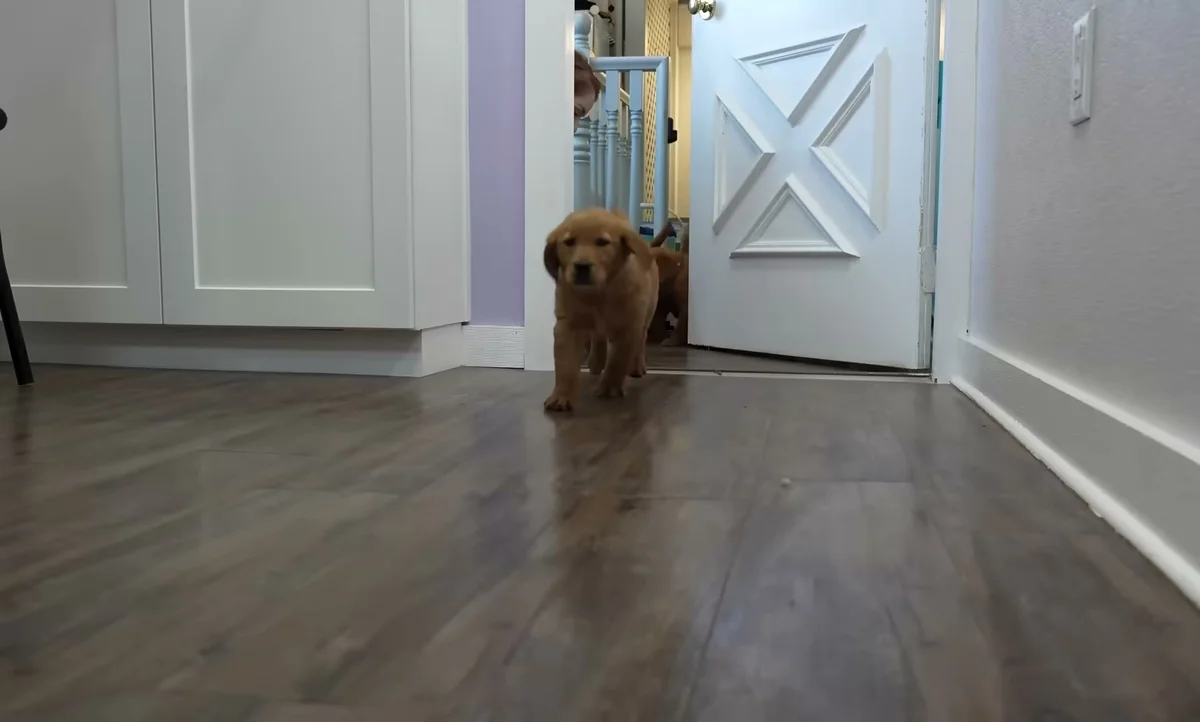 A golden retriever puppy walks into the grooming salon for the first time