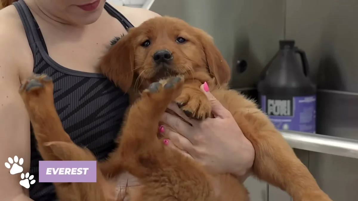 Golden retriever puppy Everest held by the groomer at the bathing tub