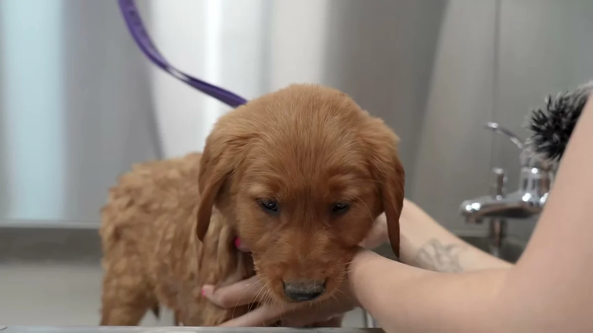 Wet golden retriever puppy during first bath, looking at the camera