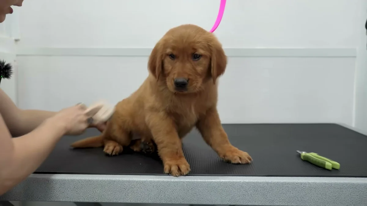 Fluffy golden retriever puppy sitting on the grooming table post-bath
