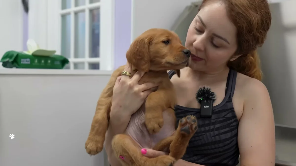 Professional groomer holding a golden retriever puppy close after the bath