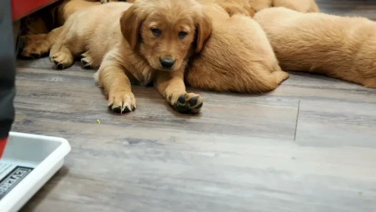 She Agreed to Bathe 9 Golden Retriever Puppies at Once — It Was Pure Chaos