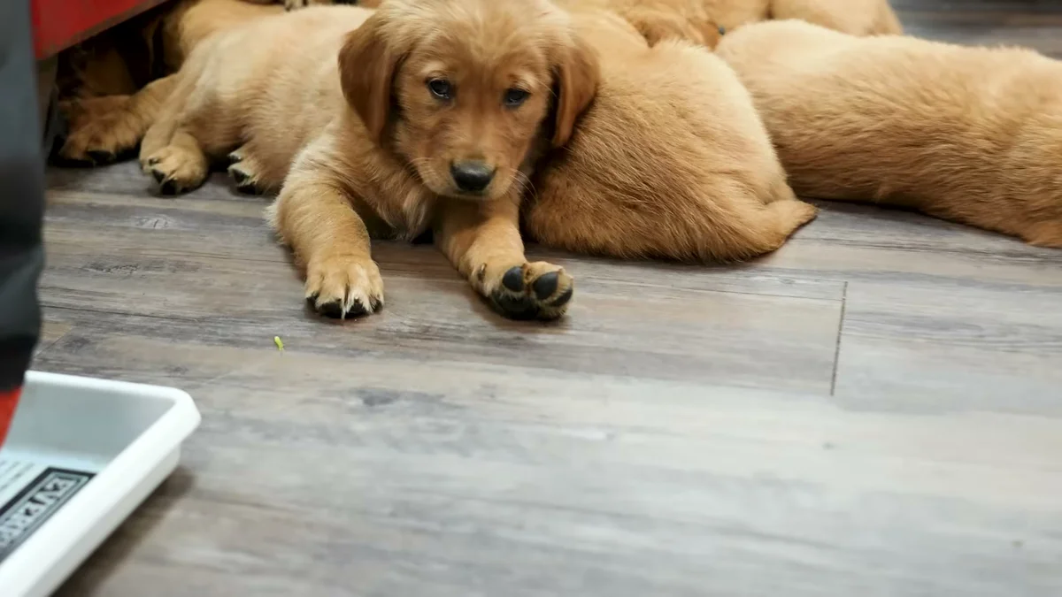 Nine golden retriever puppies resting together on the grooming salon floor
