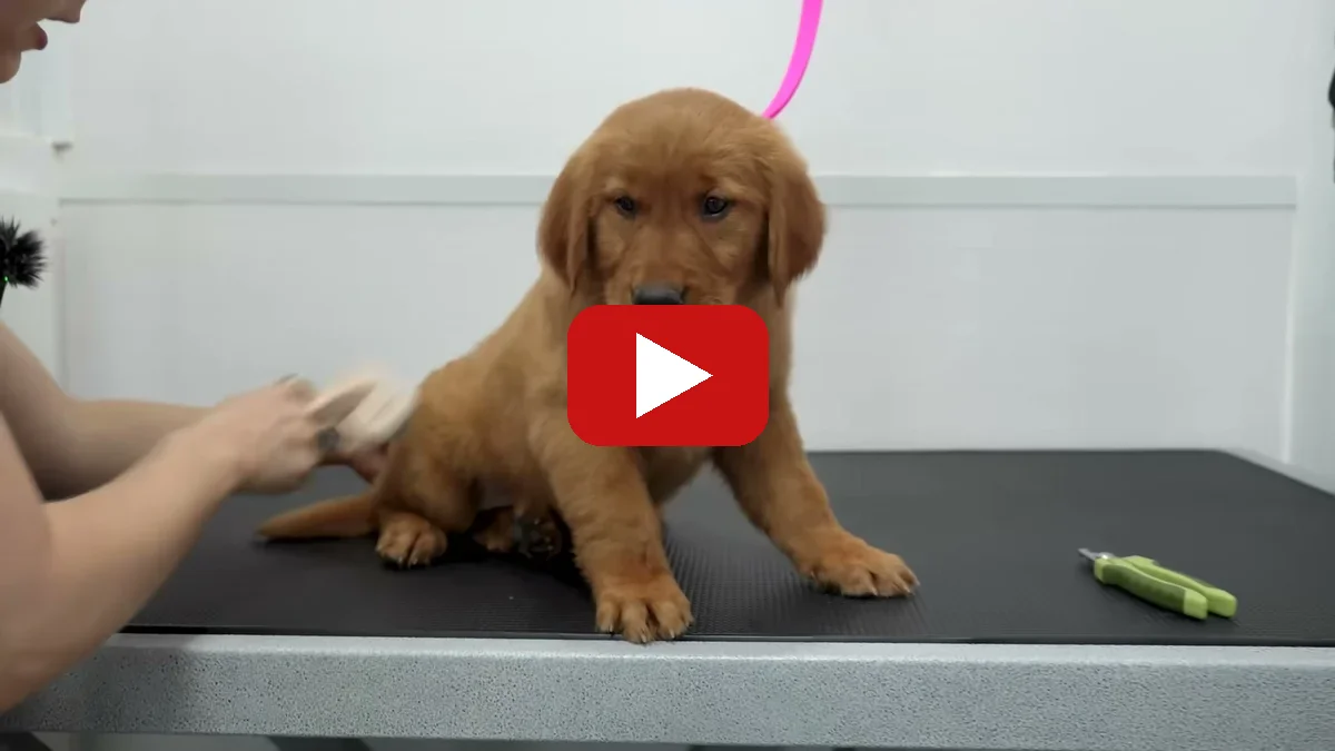 Watch Bathing 9 Golden Retriever Puppies for the First Time on YouTube - Girl With The Dogs