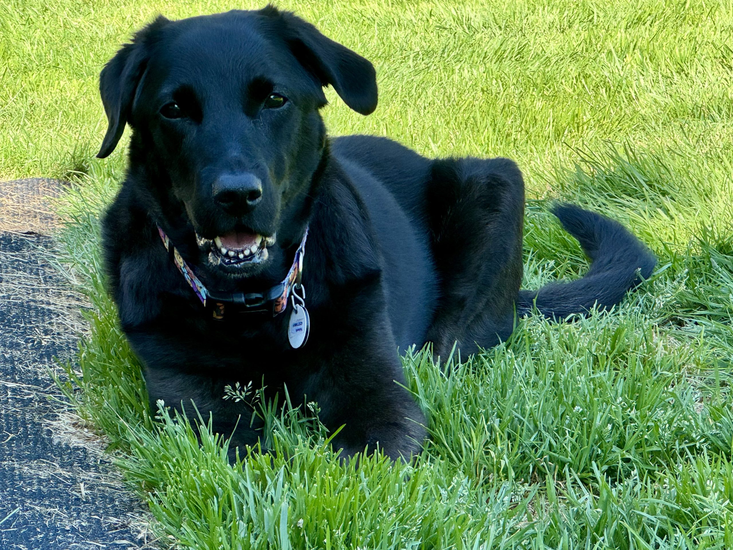 Ophelia enjoying time with her foster family
