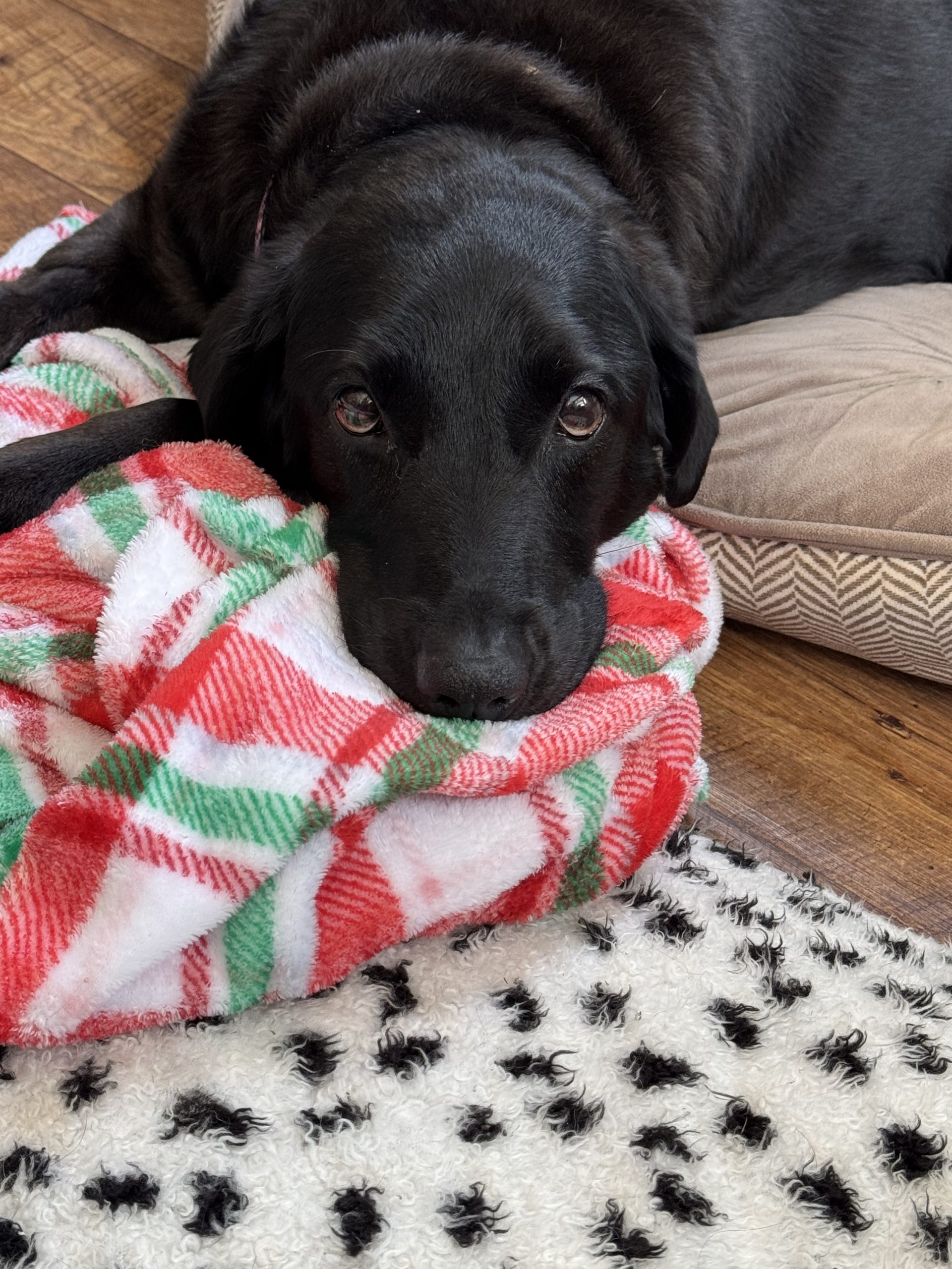 Ophelia — playful and devoted, Old Dog Haven Final Refuge