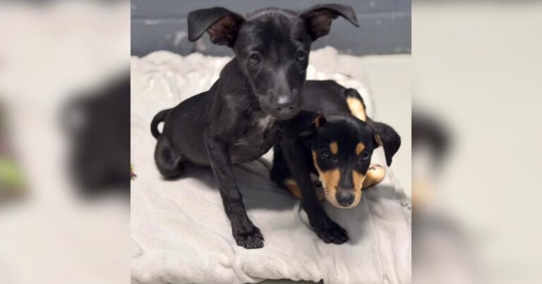 Nobody Came Back for These Two Abandoned Puppies — Until a Cat Rescue Did