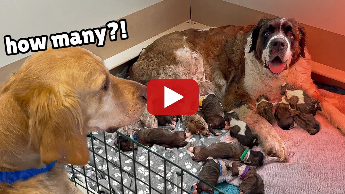Watch Golden Retriever Meets Rescue Dogs Miracle Puppies on YouTube - The Golden Kobe Family