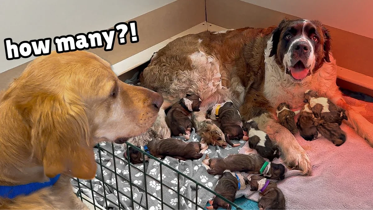 Kobe the golden retriever meets Daisy's nine newborn miracle puppies through a whelping gate