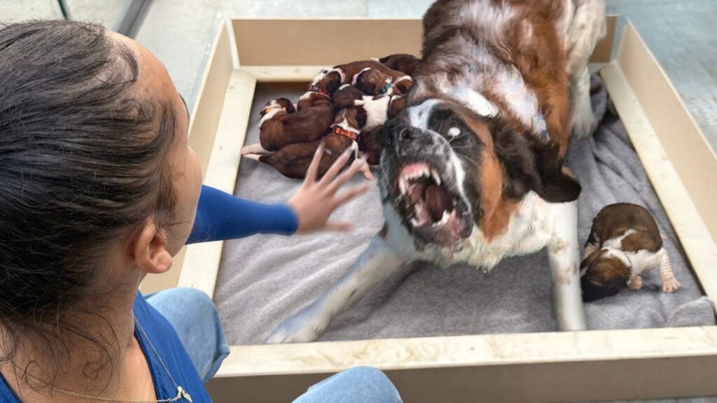 Daisy the Saint Bernard with her nine newborn puppies in a whelping box - Source: The Golden Kobe Family (YouTube)