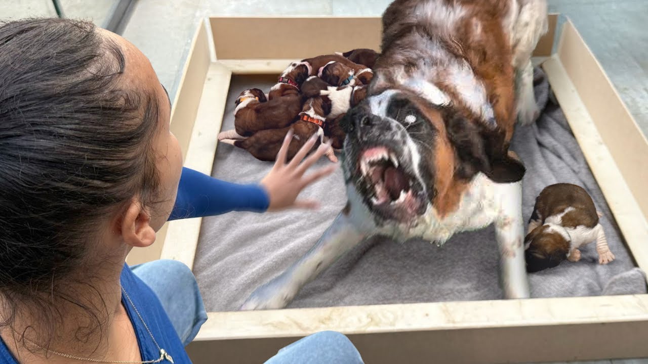 Watch Daisy the Saint Bernard rescue birth story on YouTube - The Golden Kobe Family