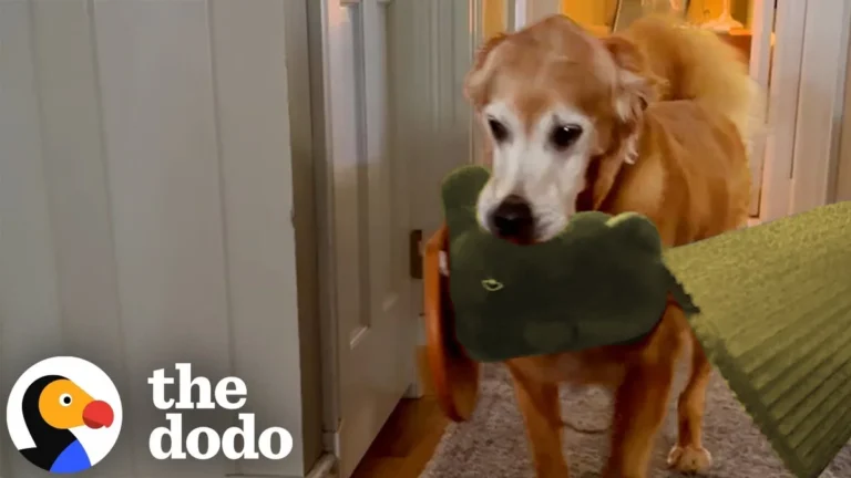 They Adopted A Senior Golden — And Nothing In The House Has Been Safe Since