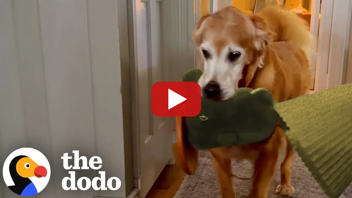 Watch Duke the golden retriever steal random items and bring them to his bed on YouTube — The Dodo