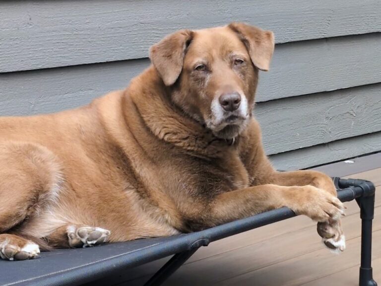 At 11, She Arrived With Crooked Legs and a Body in Crisis — Old Dog Haven Said Yes Anyway
