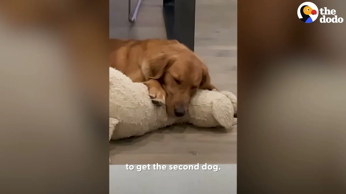 Gamja the Golden Retriever curled up with a stuffed animal at home