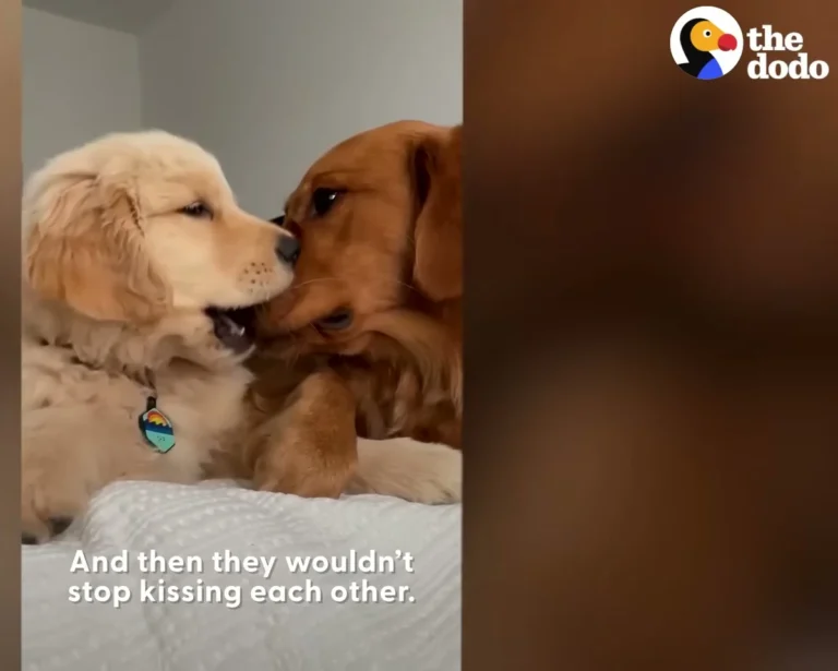 She Hugged Every Stuffed Animal Like It Was Real — Then Her Little Brother Chip Arrived