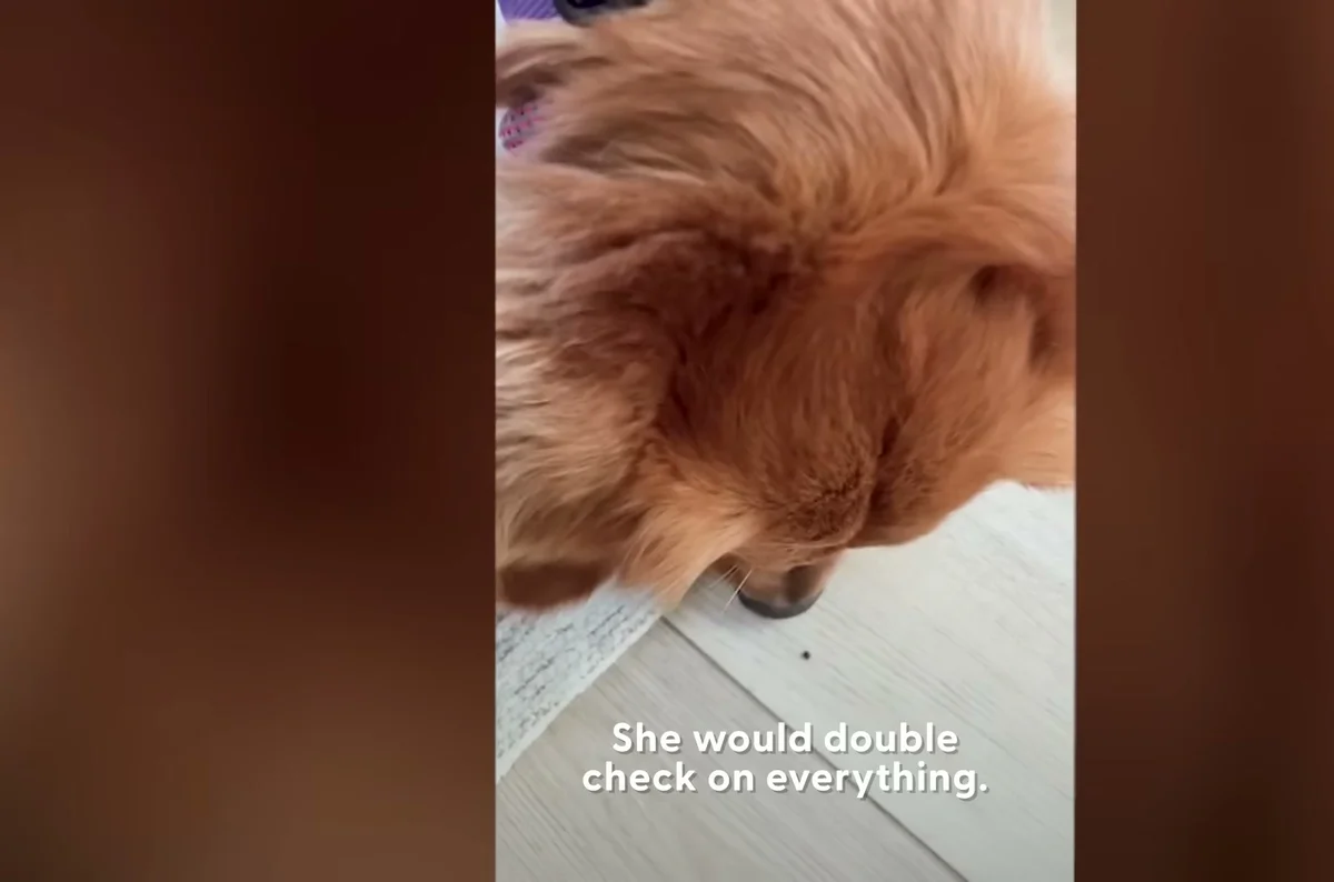 Gamja the Golden Retriever carefully observing her surroundings