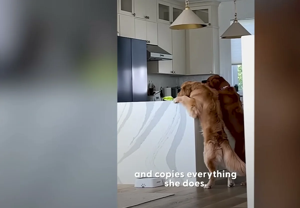 Gamja and Chip counter-surfing together side by side in the kitchen
