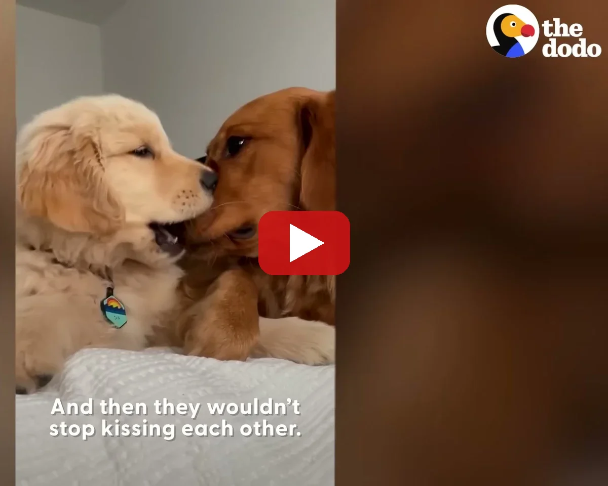 Watch Golden Retriever Finally Gets Her Dream Of Becoming An Older Sister on YouTube - The Dodo