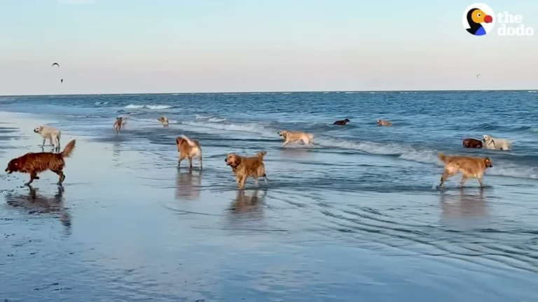 She Planned A Playdate For Her Golden — Now 200 Golden Retrievers Show Up Every Month