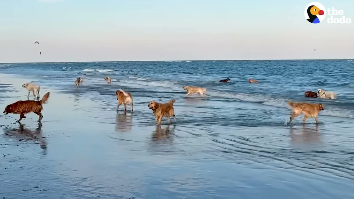 Dozens of golden retrievers running and splashing in the surf on Sullivan's Island beach, Charleston SC