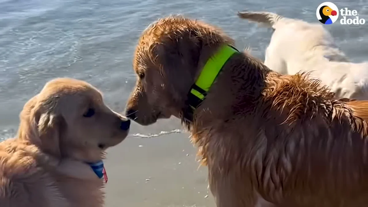 A golden retriever puppy and adult golden touching noses at the water's edge at Golden Hour Charleston