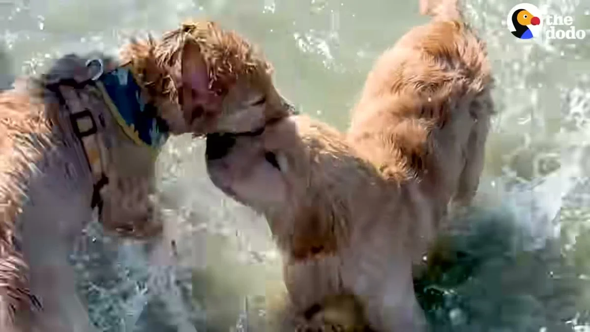 Two wet golden retrievers playing together in the ocean surf at Golden Hour Charleston