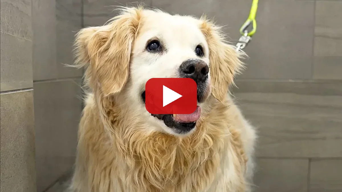 Watch Annie the senior golden retriever at Happy's Place — Girl With The Dogs on YouTube