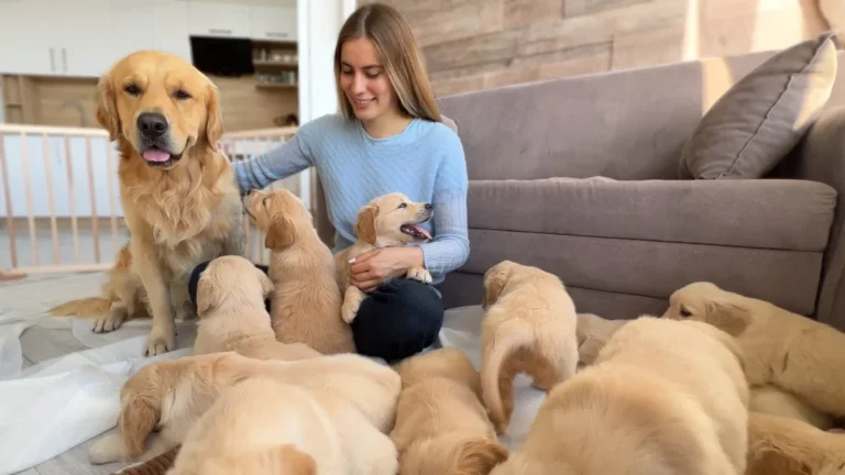 A Golden Retriever Had No Idea He Was A Dad — Until He Walked Into That Room