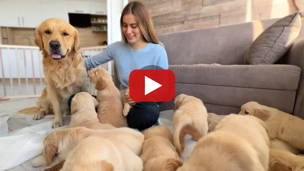 Watch Golden Retriever Dad Meets His Puppies for the First Time on YouTube — Leo Fucarev