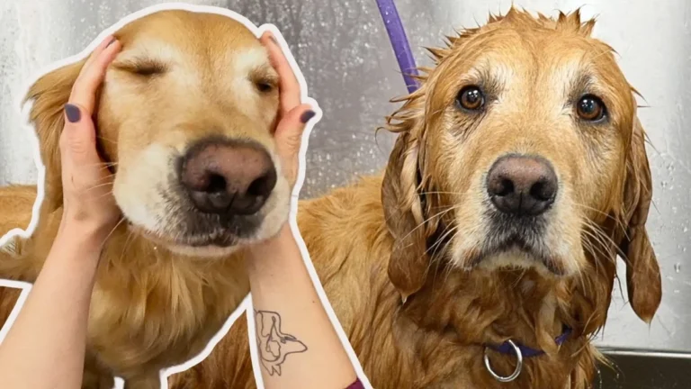 She’d Groomed Thousands Of Golden Retrievers. This One Made Her Invent A New Word.