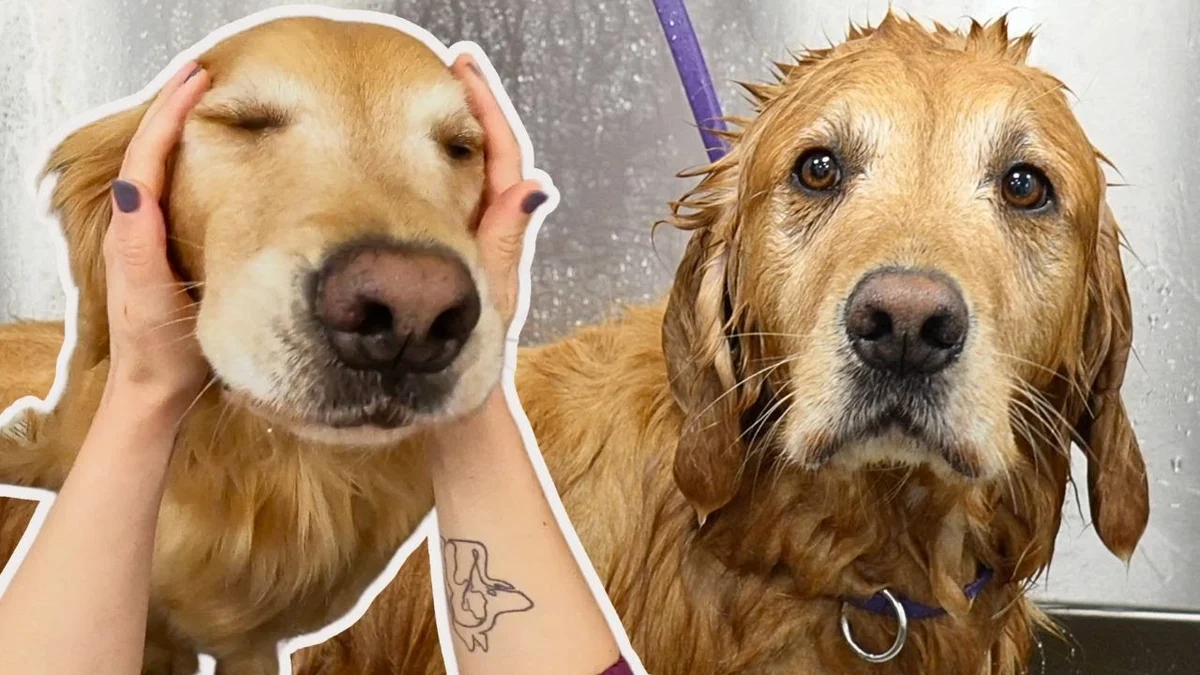 A Golden Retriever at the grooming salon, eyes closed in bliss during a head massage